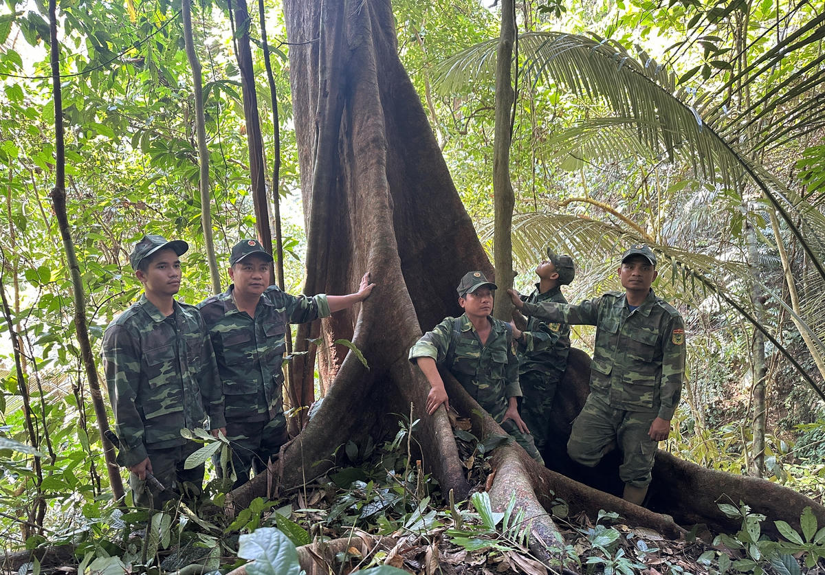 Nhiều cây cổ thụ trong vườn VQG Sông Thanh có đường kính  4 đến 5 người ôm. Ảnh: CV.

