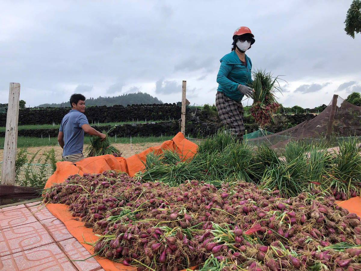 Người dân Lý Sơn thu hoạch hành vận chuyển đưa về nhà. Ảnh: CV.