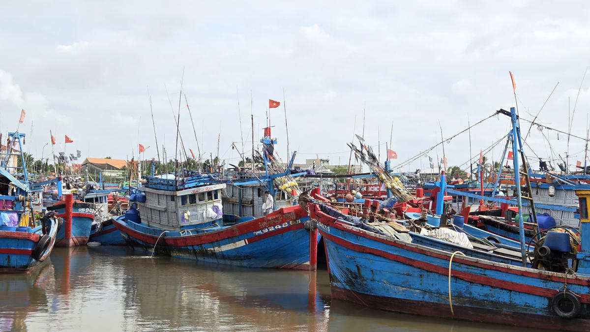 Tàu thuyền Quảng Ngãi vào nơi trú bão số 12 an toàn. Ảnh: CV.