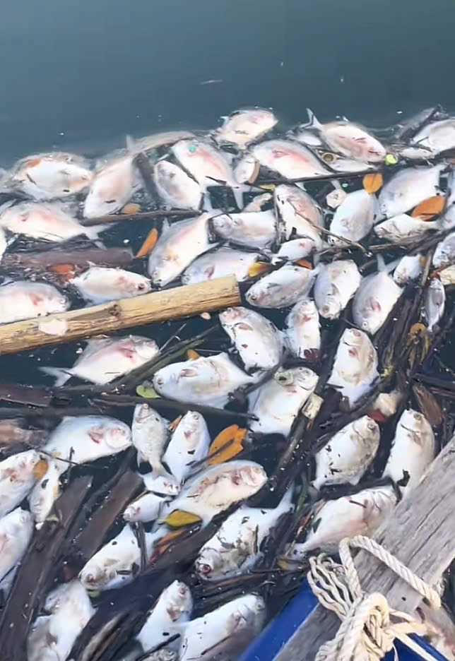Cá chết nổi trắng mặt nước trong lồng nuôi. Ảnh: Nguyễn Thu