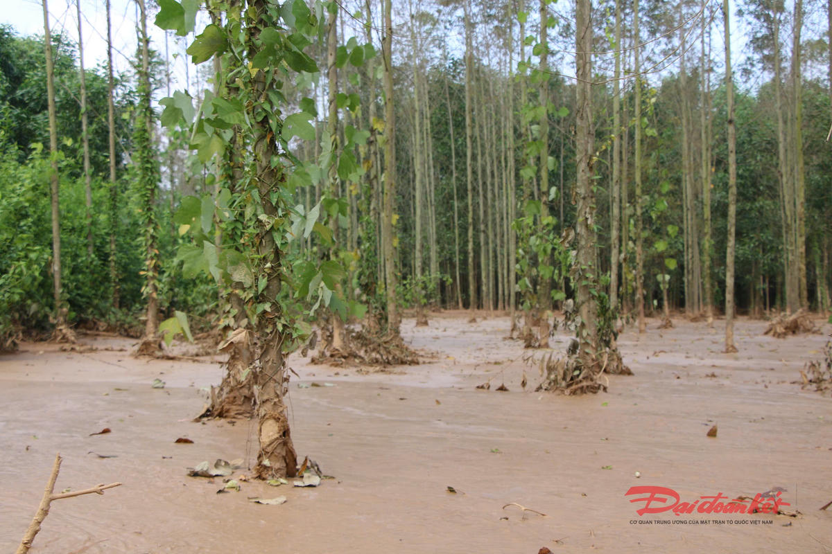 Vườn cây của một hộ dân bị đần bùn tràn vào. Ảnh: Toán Nguyễn.