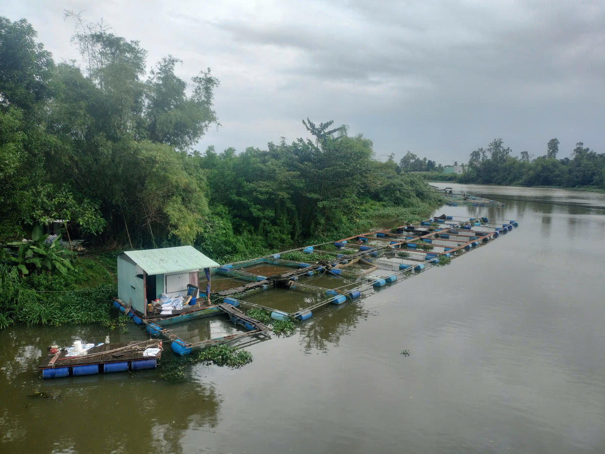 Một góc lồng bè của các hộ dân nuôi trên sông Tam Kỳ. Ảnh: Chí Đại.