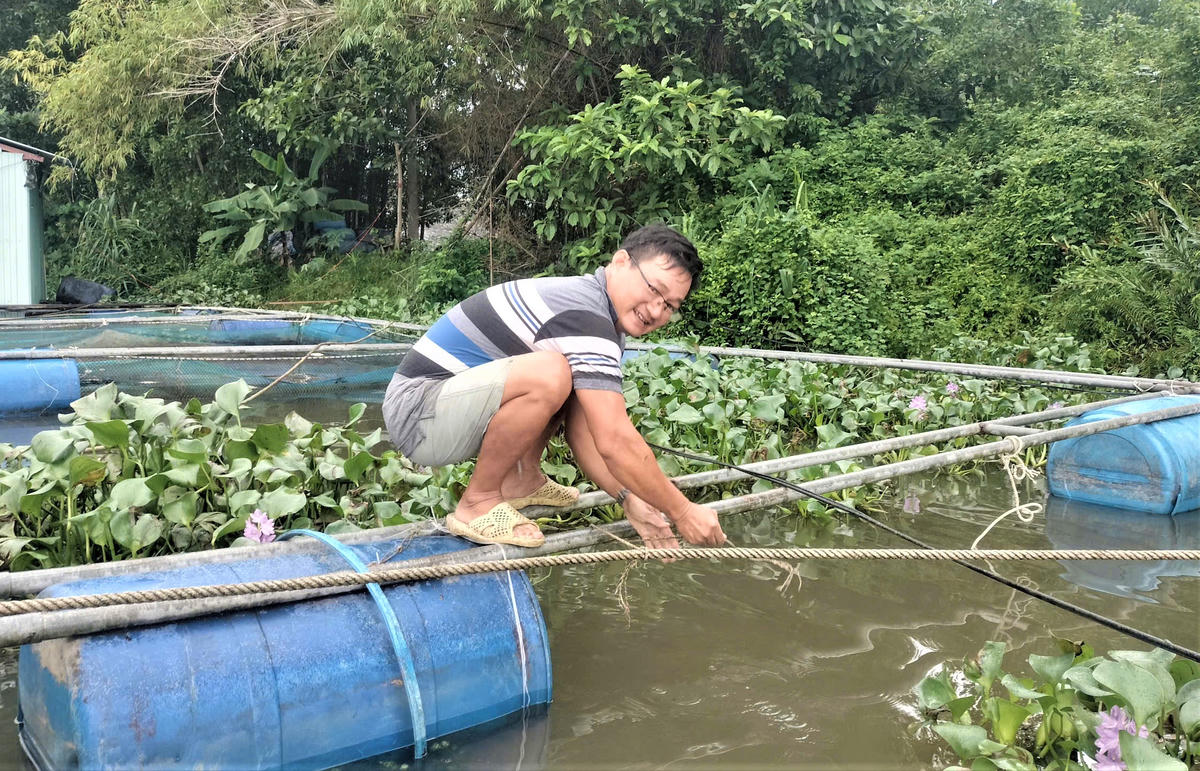 Ông Nguyễn Xuân Ngọc đang neo chằng và gia cố lồng bè cá trên sông Tam Kỳ. Ảnh: Tấn Thành.