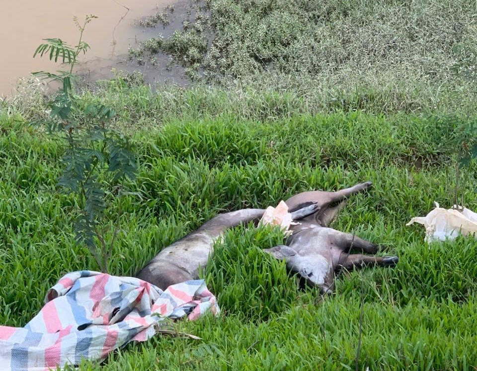 Công an xã Cẩm Hưng xác định, ông H.V.T vứt lợn chết nghi mắc dịch tả lợn châu Phi ra bờ kênh của thôn. Ảnh: CACH.