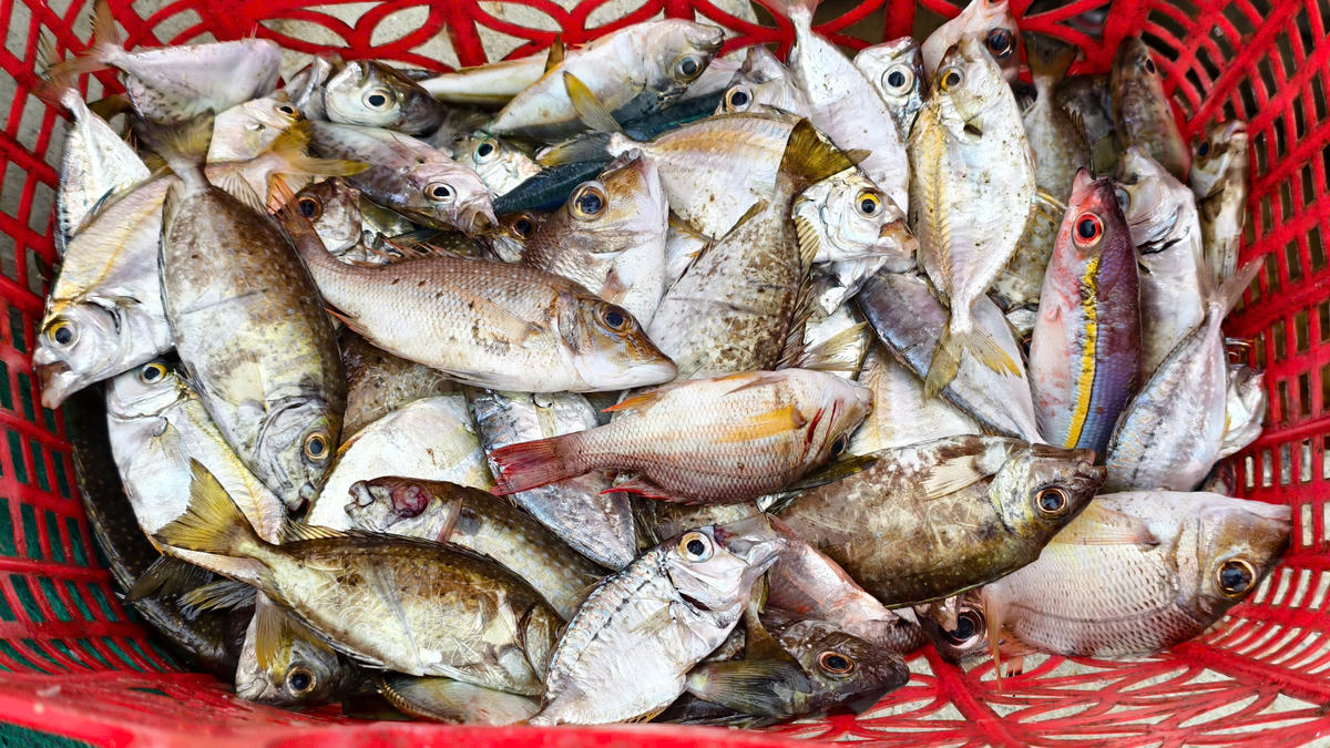 Thương lái thu mua cá của ngư dân. Ảnh: CV.