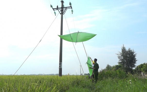 Gỡ diều vướng vào đường dây trung áp tại Đội QLĐLKV Hưng Hà