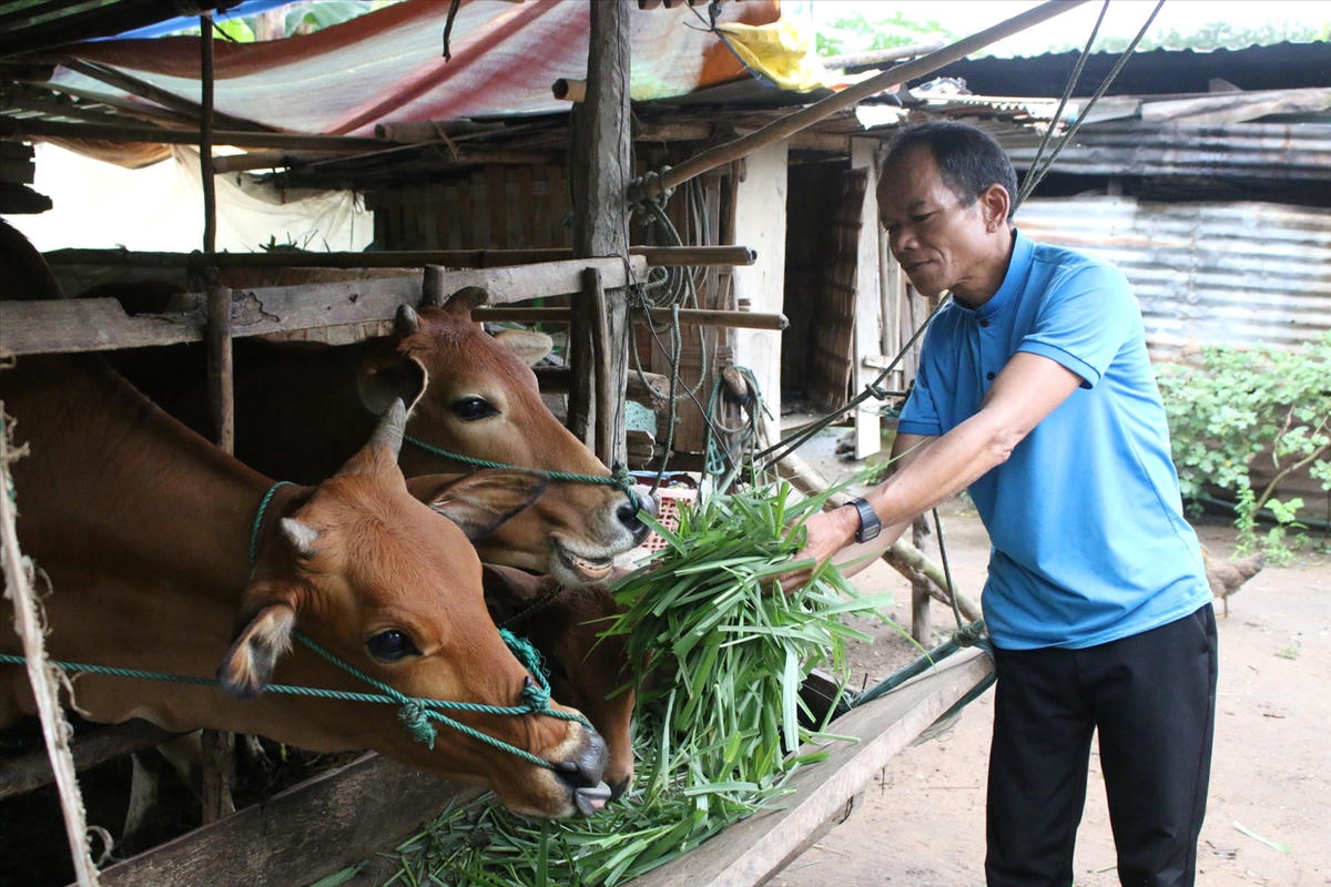 Người dân xã&nbsp;Ngọk Tụ chăm sóc đàn bò được hỗ trợ từ nguồn vốn Chương trình mục tiêu quốc gia phát triển kinh tế - xã hội vùng đồng bào DTTS và miền núi. (Ảnh: Ngọc Chí)
