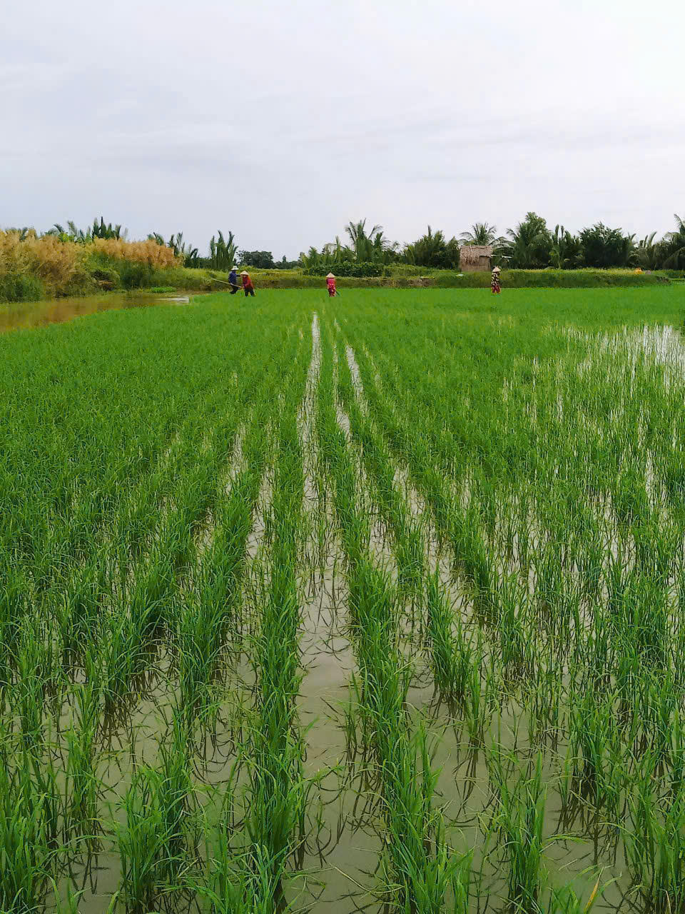 HTX nông nghiệp tổng hợp Ba Đình là một trong những HTX đầu tiên của tỉnh Bạc Liêu nay là tỉnh Cà Mau tham gia Đề án “Phát triển bền vững một triệu ha chuyên canh lúa chất lượng cao và phát thải thấp gắn với tăng trưởng xanh vùng ĐBSCL đến năm 2030”. Ảnh: Nguyên Du.