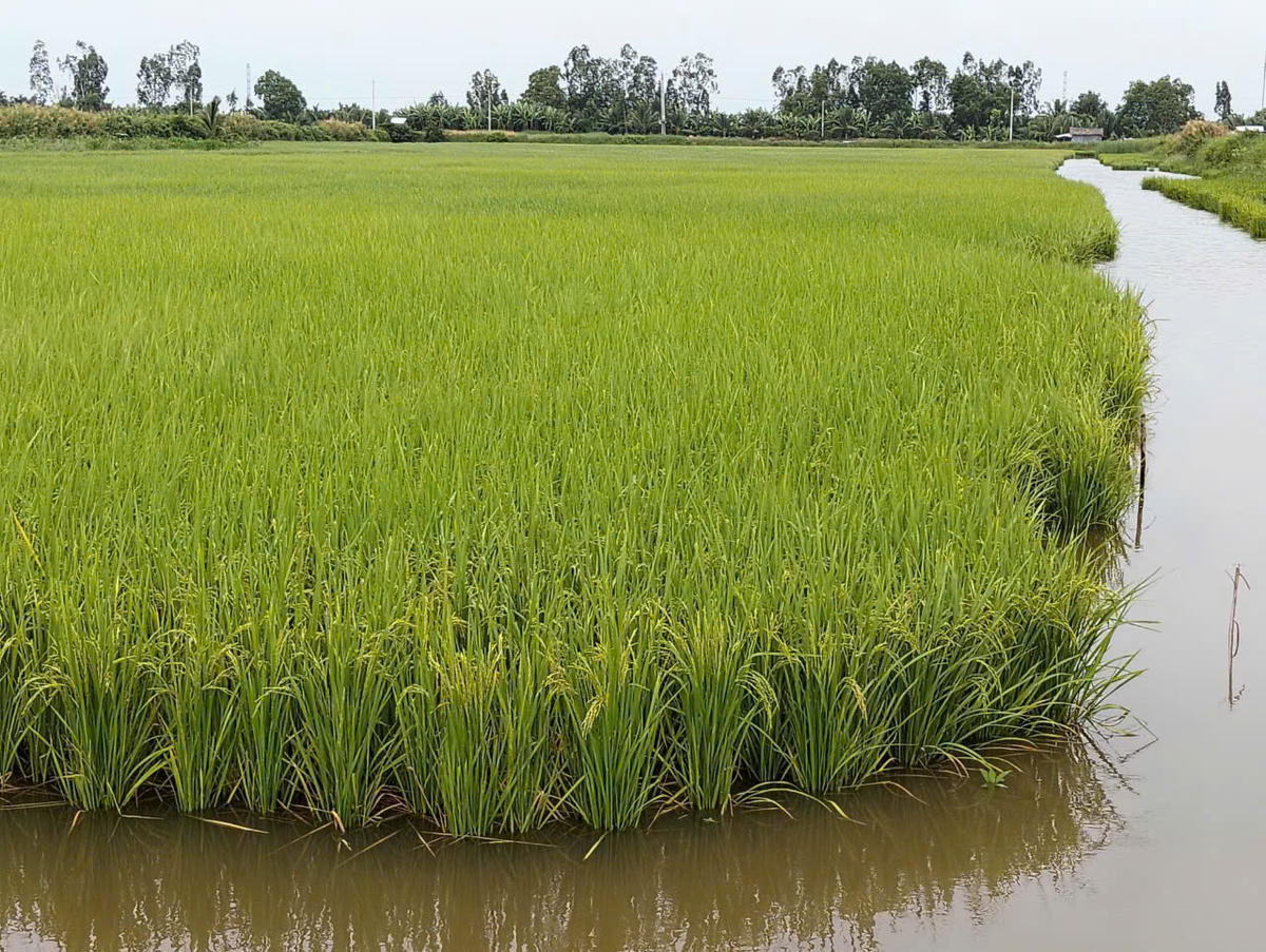 Việc triển khai mô hình tôm lúa kết hợp ở HTX Ba Đình đã giúp nông dân thu lợi nhuận từ 60 – 100 triệu đồng/ha/năm. Ảnh: Nguyên Du.