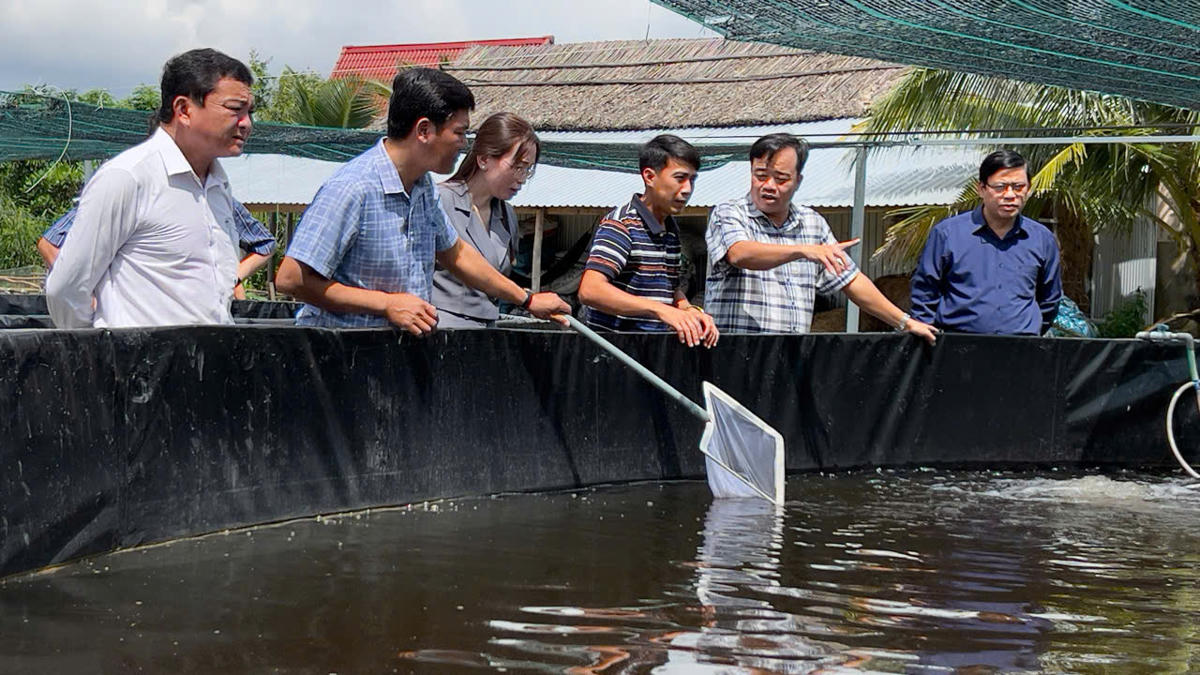 Phó Bí thư Tỉnh ủy, Chủ tịch Uỷ ban MTTQ Việt Nam tỉnh Cà Mau  Huỳnh Quốc Việt, (giữa) tham quan khu ương dưỡng tôm của HTX Ba Đình. Ảnh: Nguyên Du