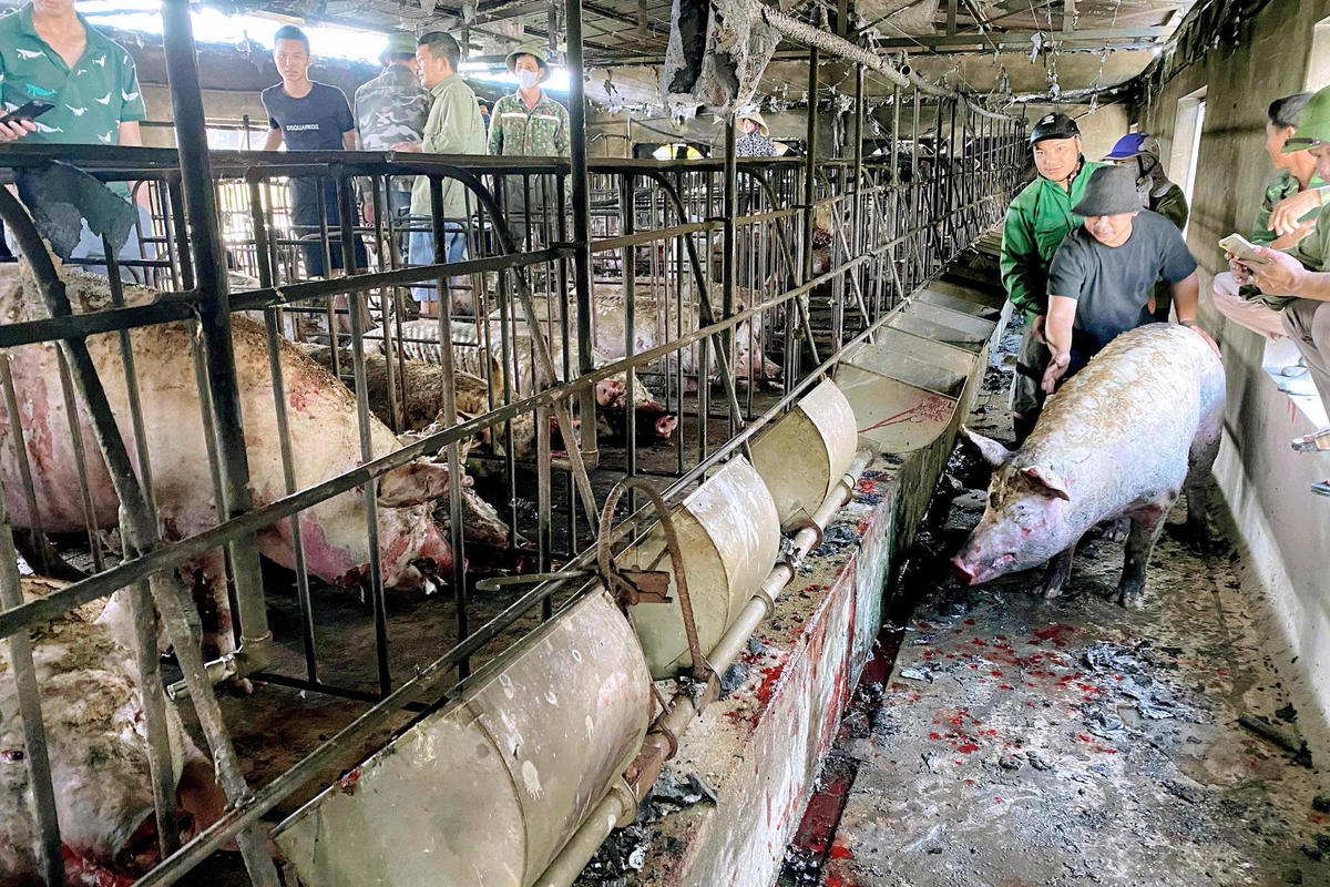 Hiện trường vụ cháy trang trại lợn ở khu Trung Lương, phường Bình Khê. Ảnh: DDCI Bình Khê