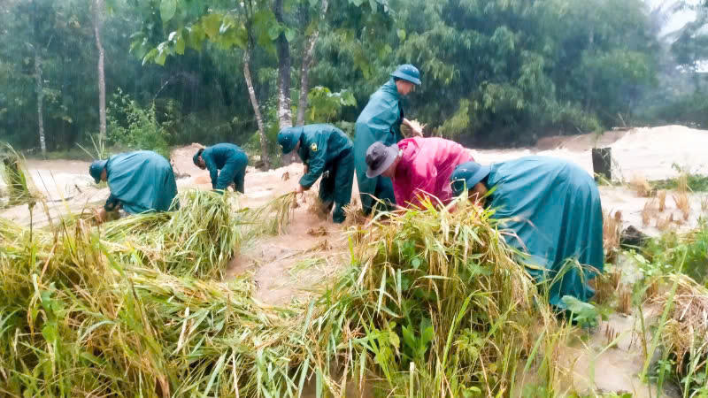 Lực lượng chức năng gặt lúa cho người dưới trời mưa. Ảnh: CV.