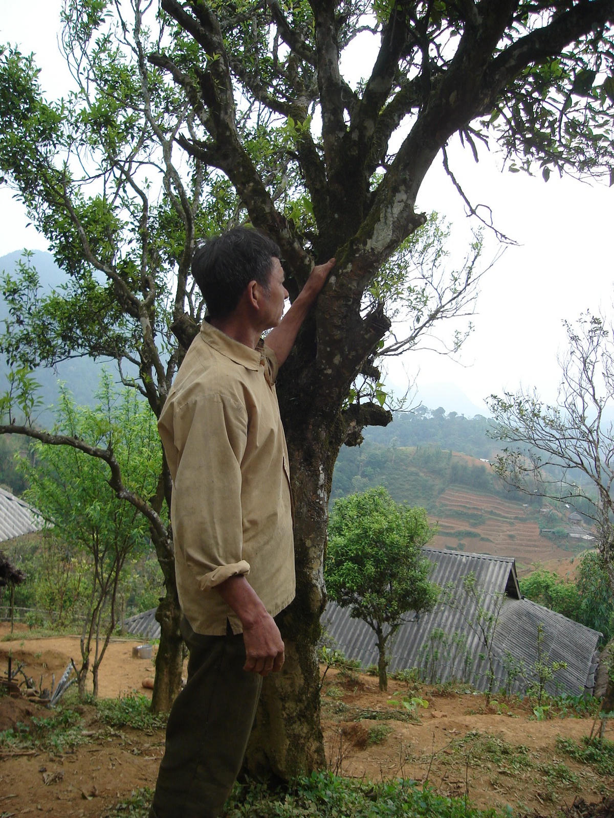 Nhờ được tiếp cận thông tin mà người dân các dân tộc vùng cao đã đi vào hướng đầu tư trồng cây hoa quả lâu năm để đem lại thu nhập cao trong đó có người dân Chợ Đồn.