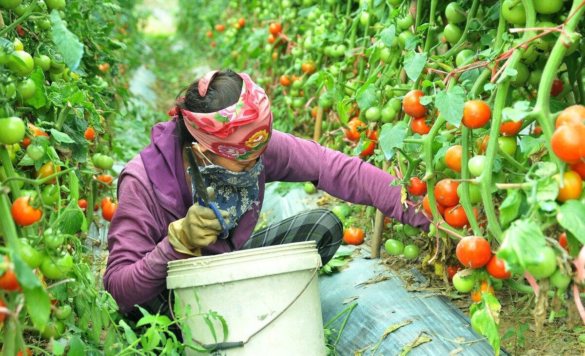 Tại tỉnh Cà Mau, từ nhiều năm qua, việc triển khai, áp dụng và quản lý hệ thống truy xuất nguồn gốc được các ngành, các cấp, các cơ sở sản xuất quan tâm thực hiện có hiệu quả, qua đó đã góp phần nâng tầm các mặt hàng nông sản của địa phương.