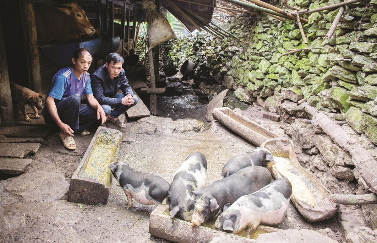 Mô hình chăn nuôi lợn của bà con đồng bào DTTS trên địa bàn tỉnh Tuyên Quang được hỗ trợ bằng nguồn vốn Chương trình MTQG 1719.