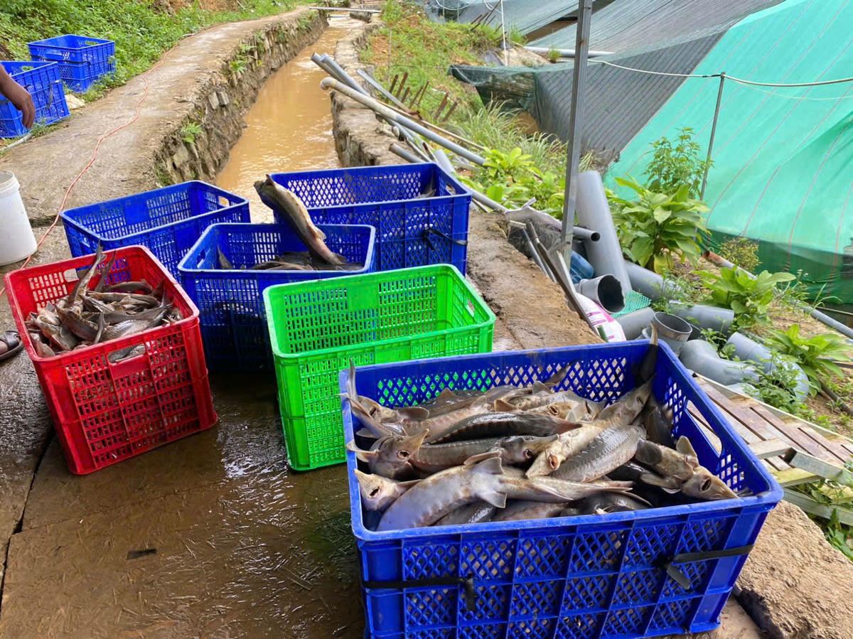 Nhiều sọt chứa cá tầm bị chết được vớt đưa lên bờ. Ảnh: CV.