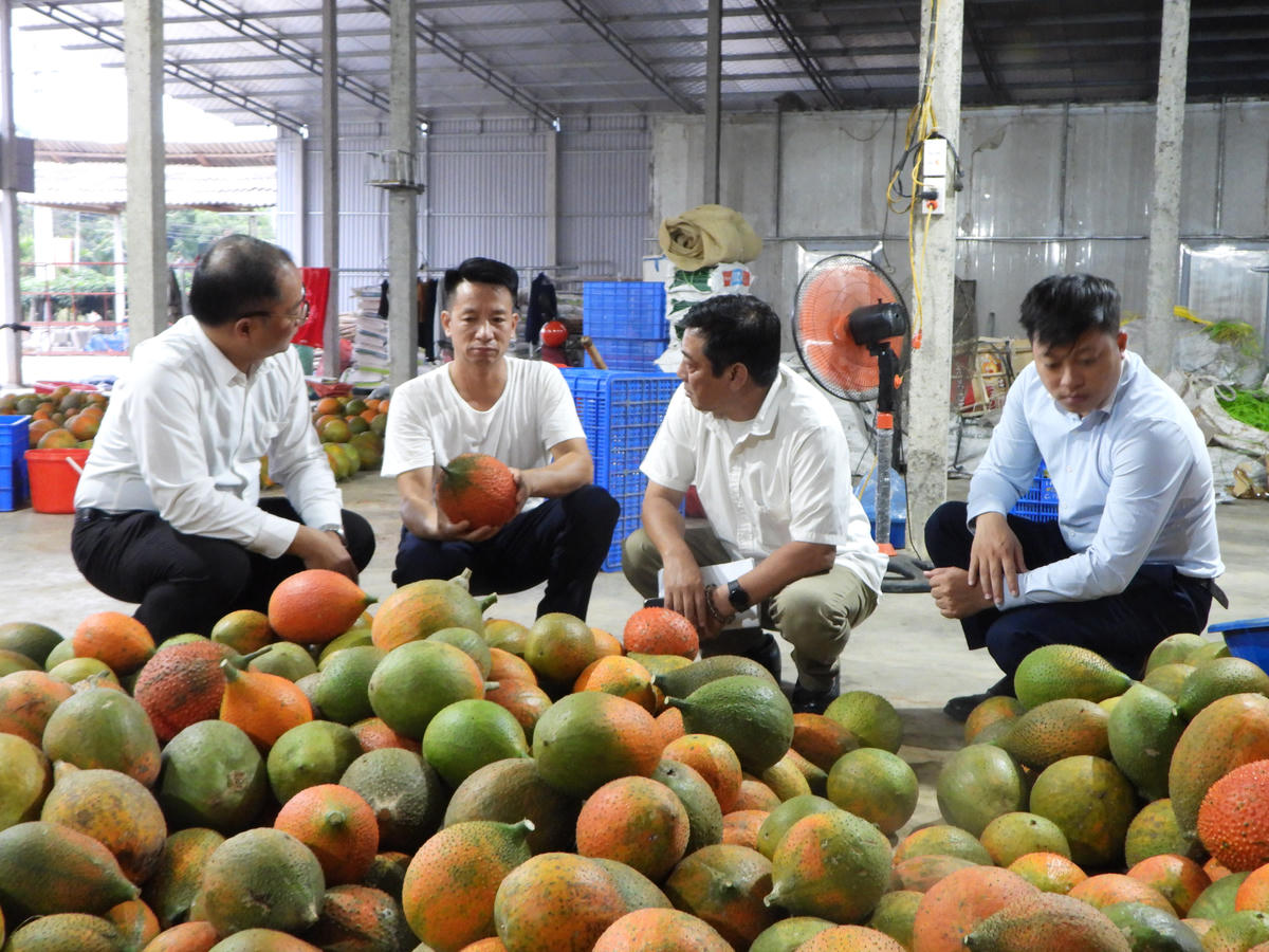 Anh Đoàn Văn Chung chia sẻ về cơ duyên với cây Gấc. Ảnh: Đ.S.