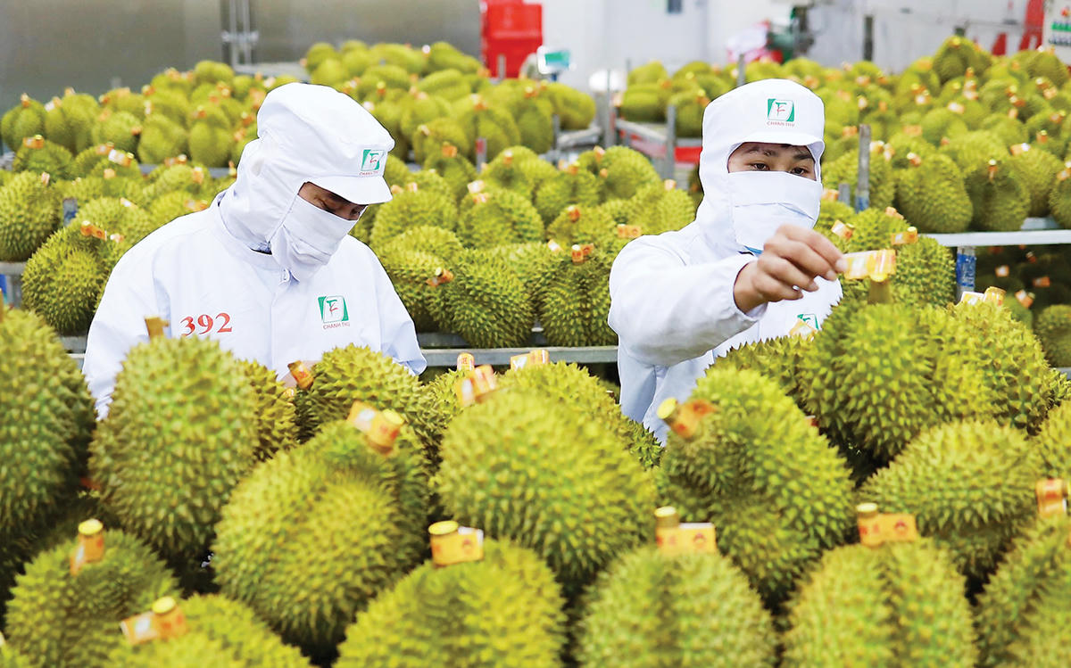 Hiện&nbsp;&nbsp;tại các cửa khẩu chính, hoạt động xuất khẩu sầu riêng vẫn diễn ra thông suốt, tổng cộng lưu lượng thông quan mỗi ngày khoảng 300-400 xe hàng. Ảnh: N.L