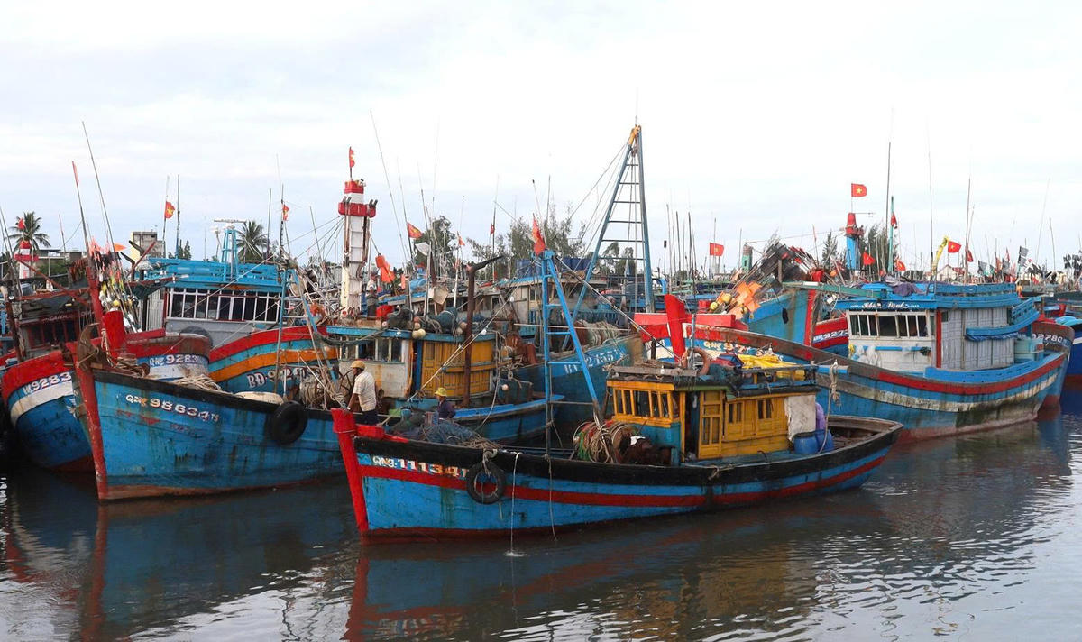 Tàu thuyền Quảng Ngãi đã khẩn trương vào bờ neo đậu trú bão số 13 an toàn. Ảnh: Tấn Thành.