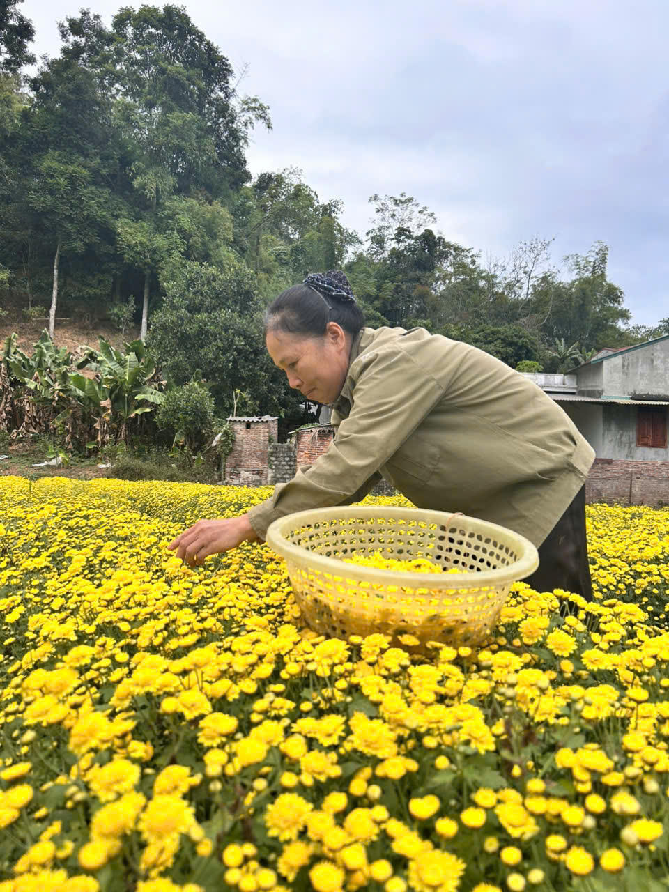 Do được tiếp cận với thông tin nên nhiều hộ gia đình ở Phong Quang đã mạnh dạn đầu tư, thay đổi cây trồng truyền thống sang cây trồng khác như hoa cúc để có giá trị thu nhập cao hơn