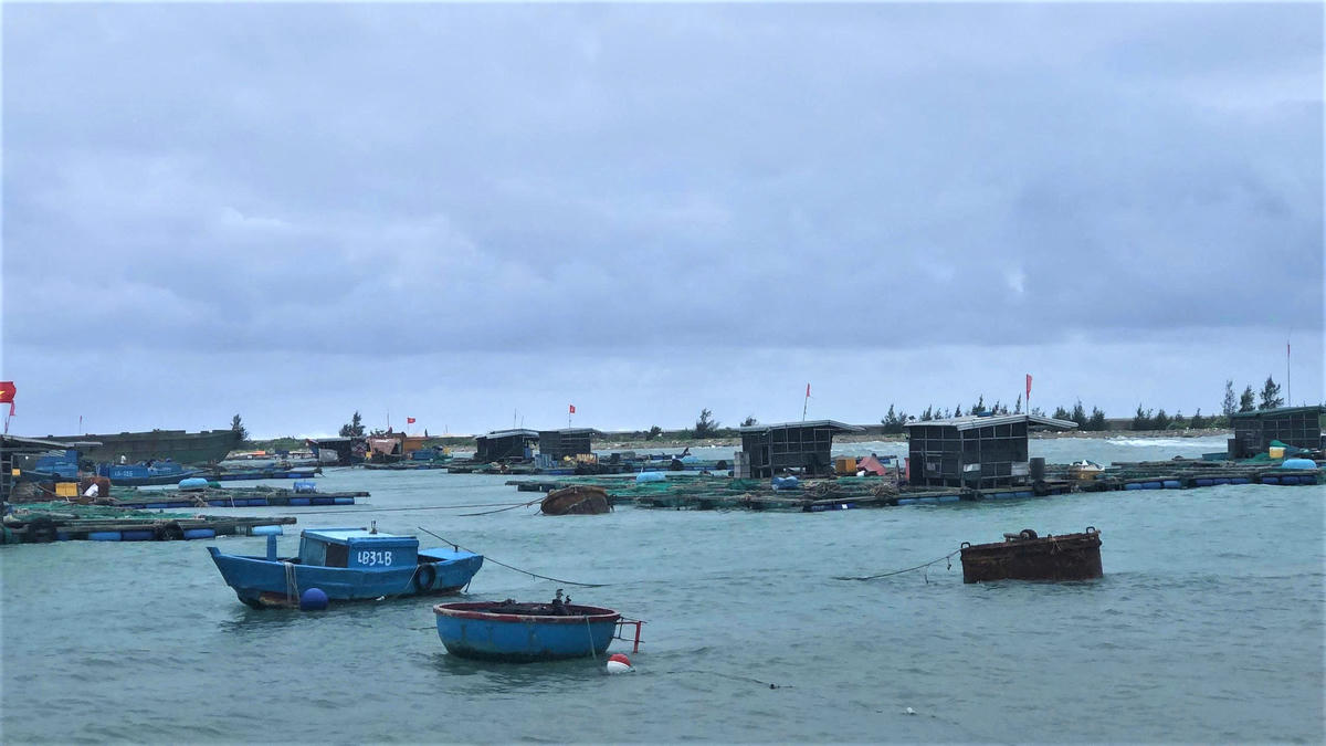 Các lồng bè nuôi cá ở đặc khu Lý Sơn được vào khu vực an toàn. Ảnh: CV.