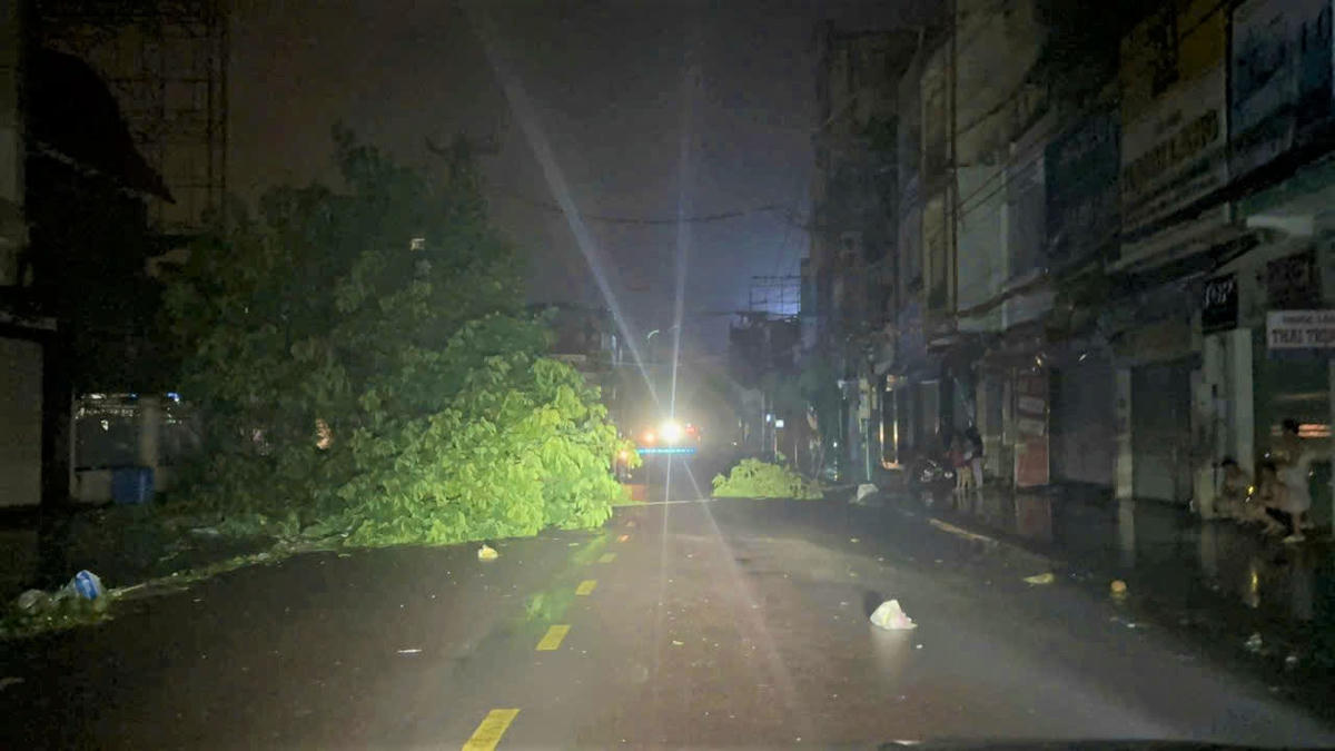 Cây xanh ngã chắn đường đi ở phường Quy Nhơn. Ảnh: CV.