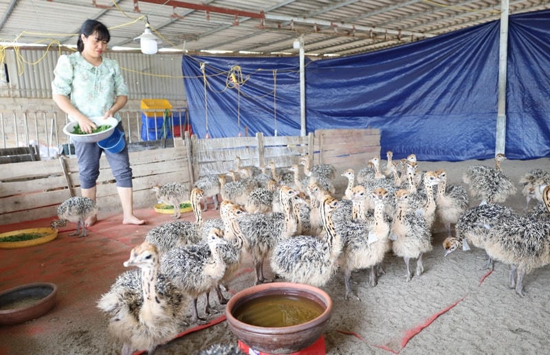 Cuộc sống của người dân có nhiều thay đổi nhờ&nbsp; Chương trình MTQG 1719 . Ảnh: H. L