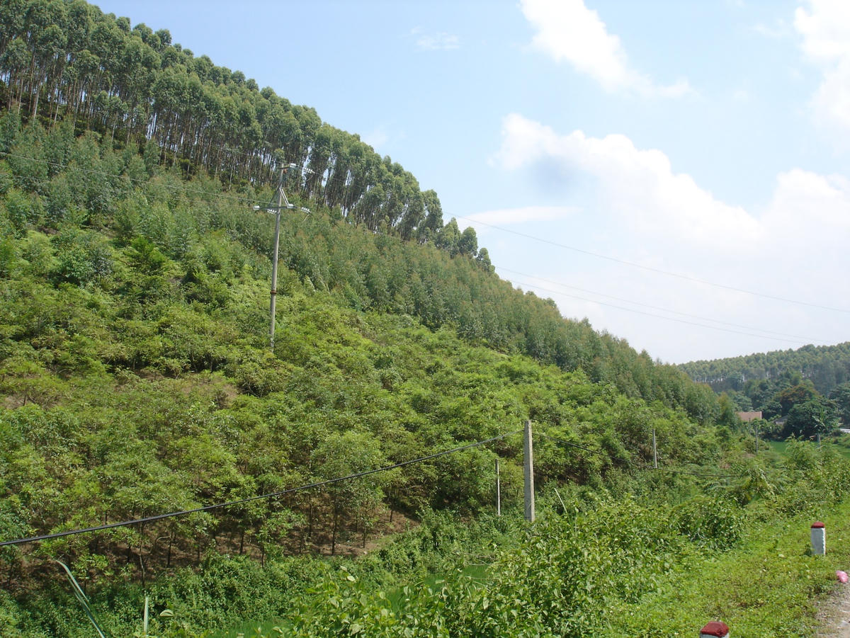 Thoát nghèo về thông tin đã giúp người dân trên địa bàn đi vào phát triển mô hình trồng rừng bền vững - Một trong những thế mạnh của xã Chợ Mới.