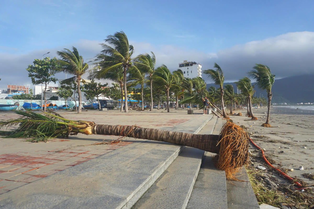 Dừa bị đánh bật gốc lên bờ. Ảnh: Nguyễn Tú.