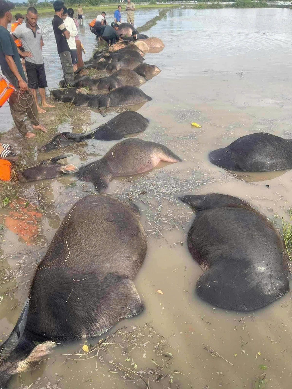 Xã đã huy động lực lượng hỗ trợ thu gom, thống kê và kêu gọi các tổ chức, cá nhân hỗ trợ người dân theo giá thị trường. Ảnh:CTV.