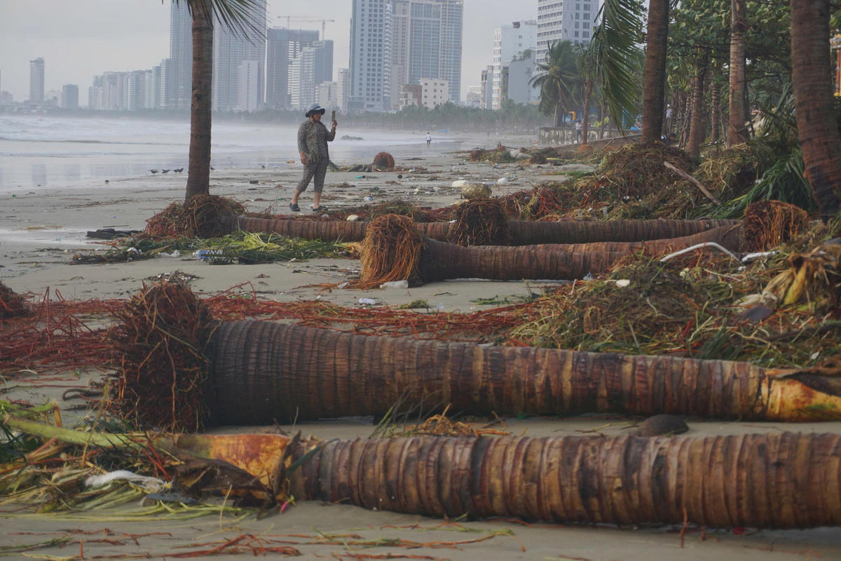 Các gốc dừa trồng ở bãi biển bật gốc. Ảnh: Nguyễn Tú.