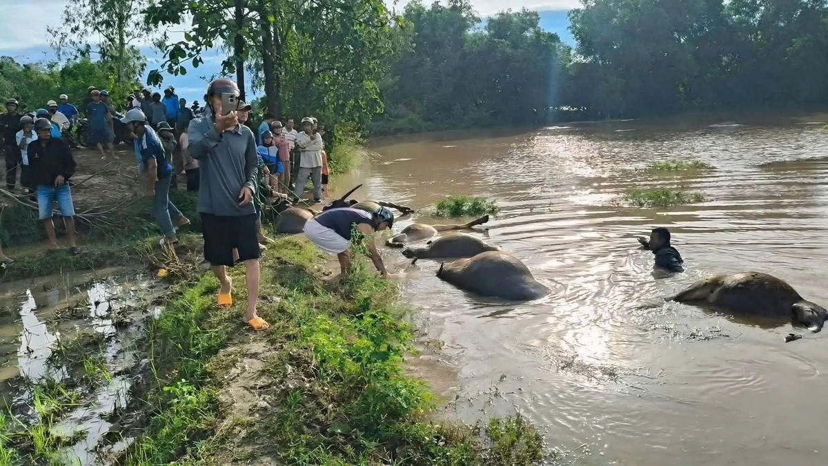 Mưa lớn kéo dài khiến 23 con trâu bị ngạt nước chết. Ảnh:CTV.