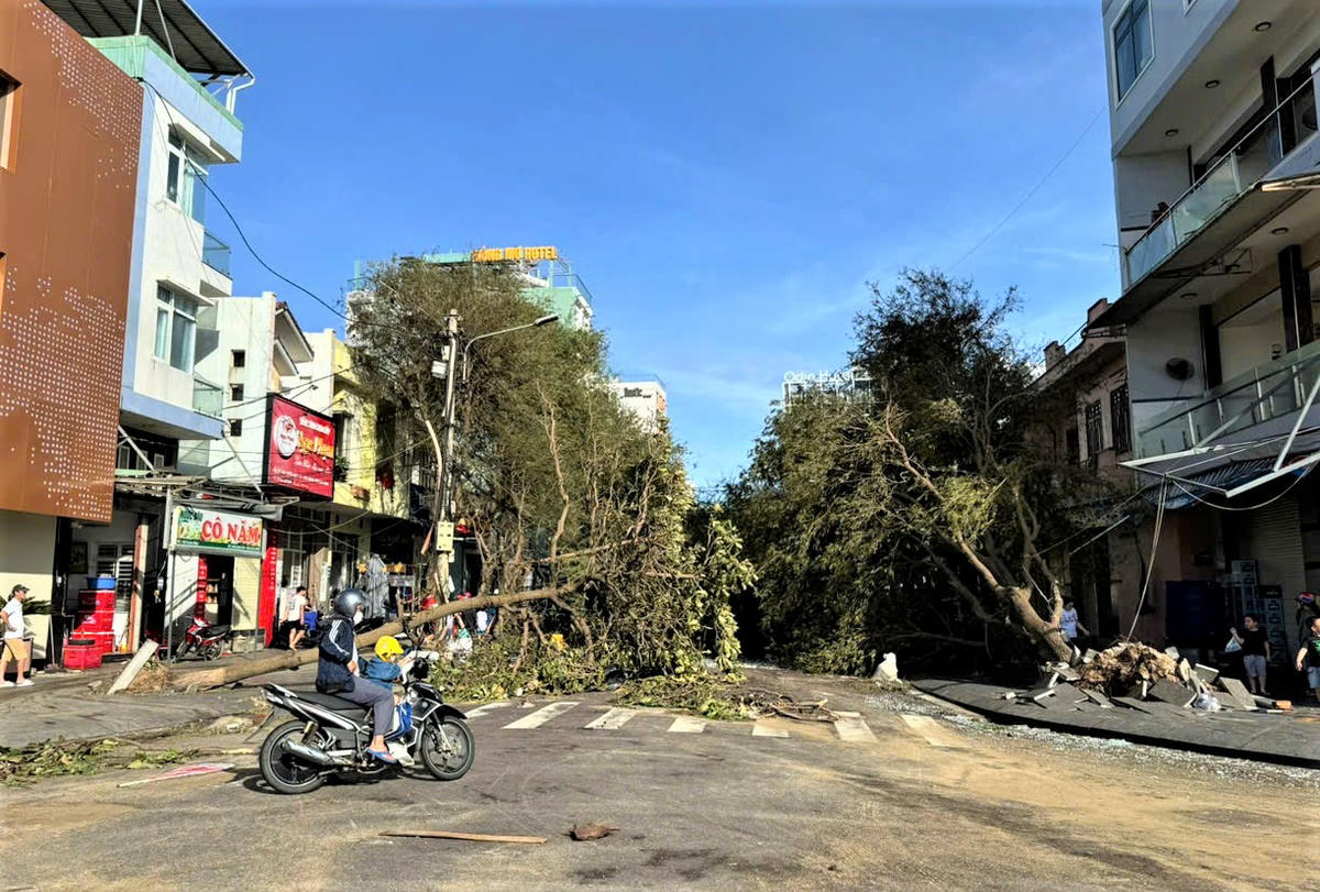 Cây xanh ngã đổ chắn lối đường đi ở trung tâm phường Quy Nhơn. Ảnh: Đinh Sang.