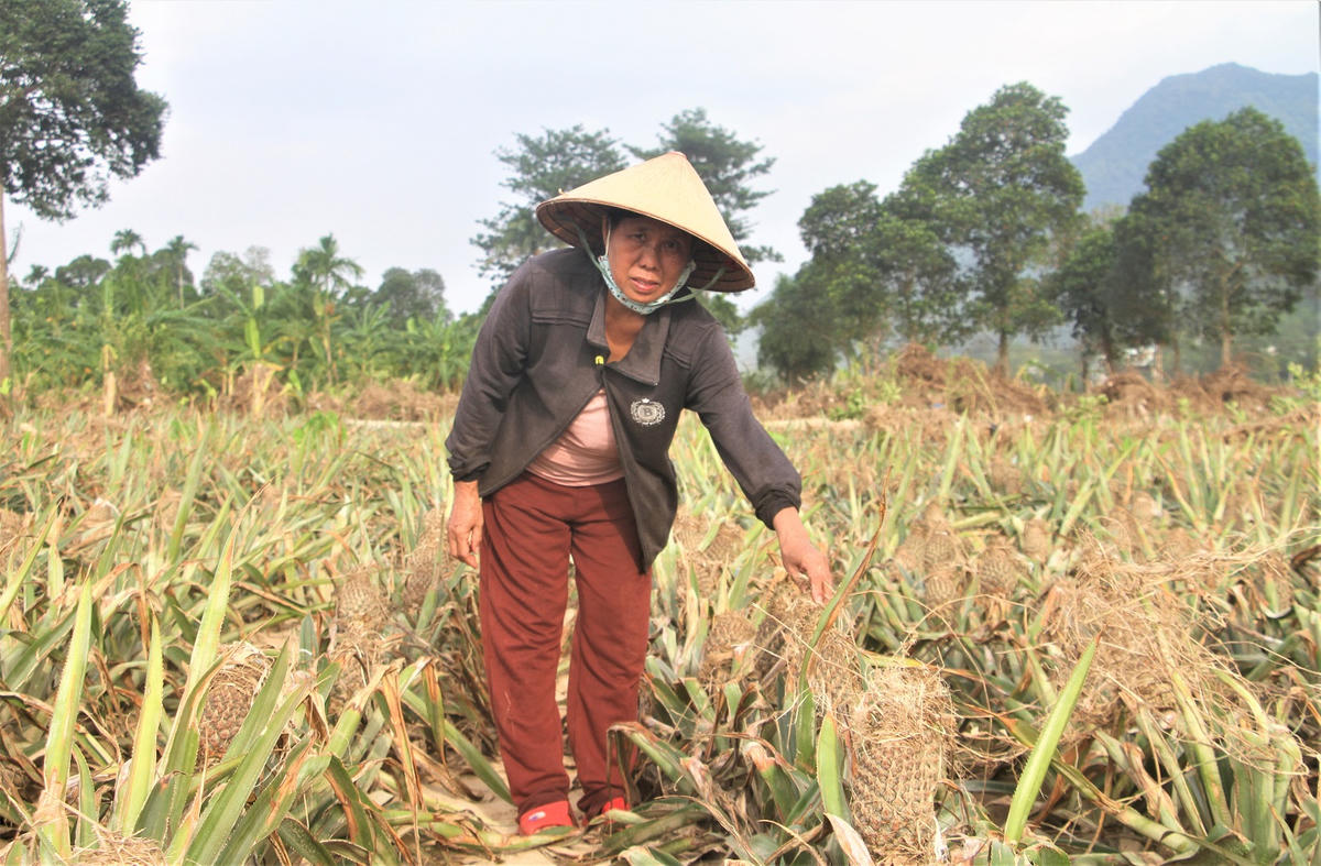 Hoa màu của người dân ven sông Vu Gia bị lũ làm hư hại. Ảnh: Nguyễn Tín.