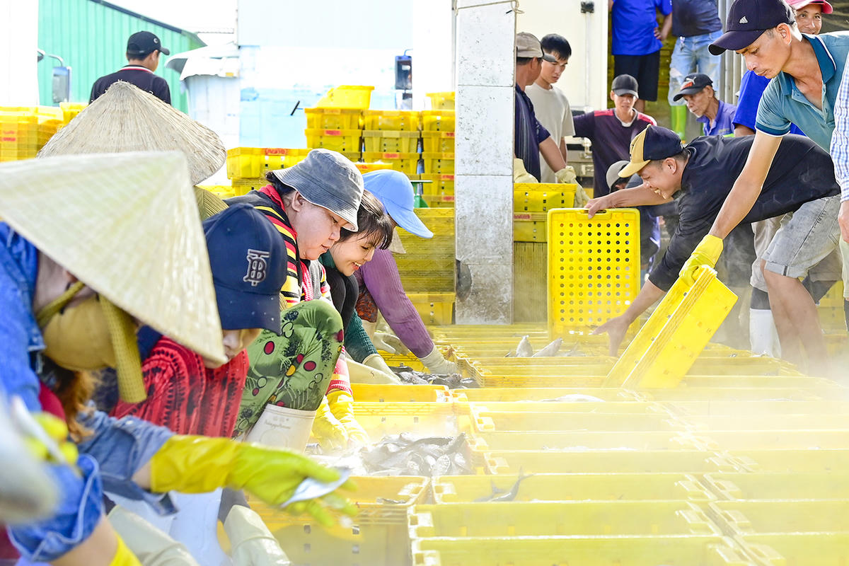 Không khí làm việc hối hả ở cảng cá Tắc Cậu. Ảnh Nguyễn Minh.