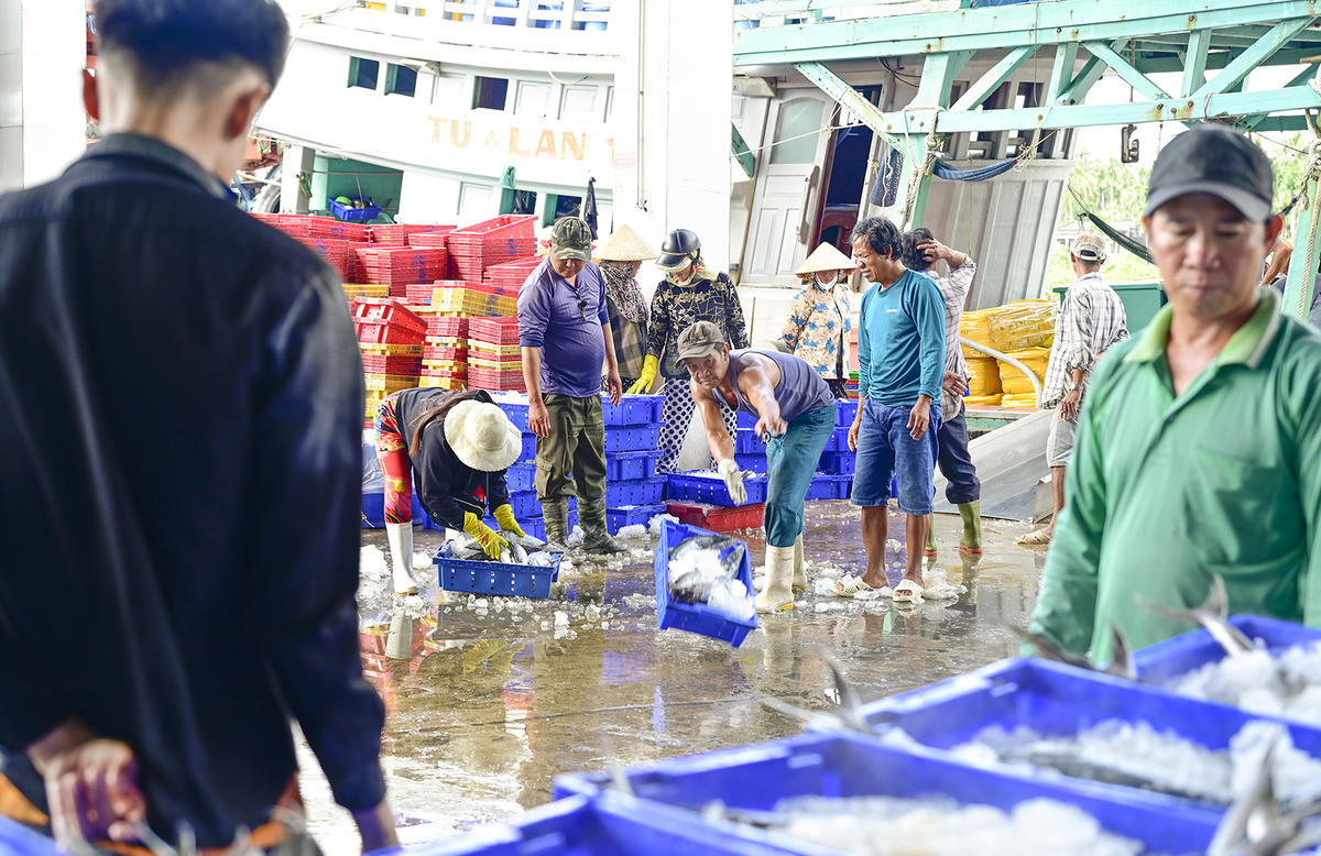 Lao động phổ thông làm việc tại cảng cá Tắc Cậu mức lương từ 300-500 ngàn đồng/ngày. Ảnh Nguyễn Minh.