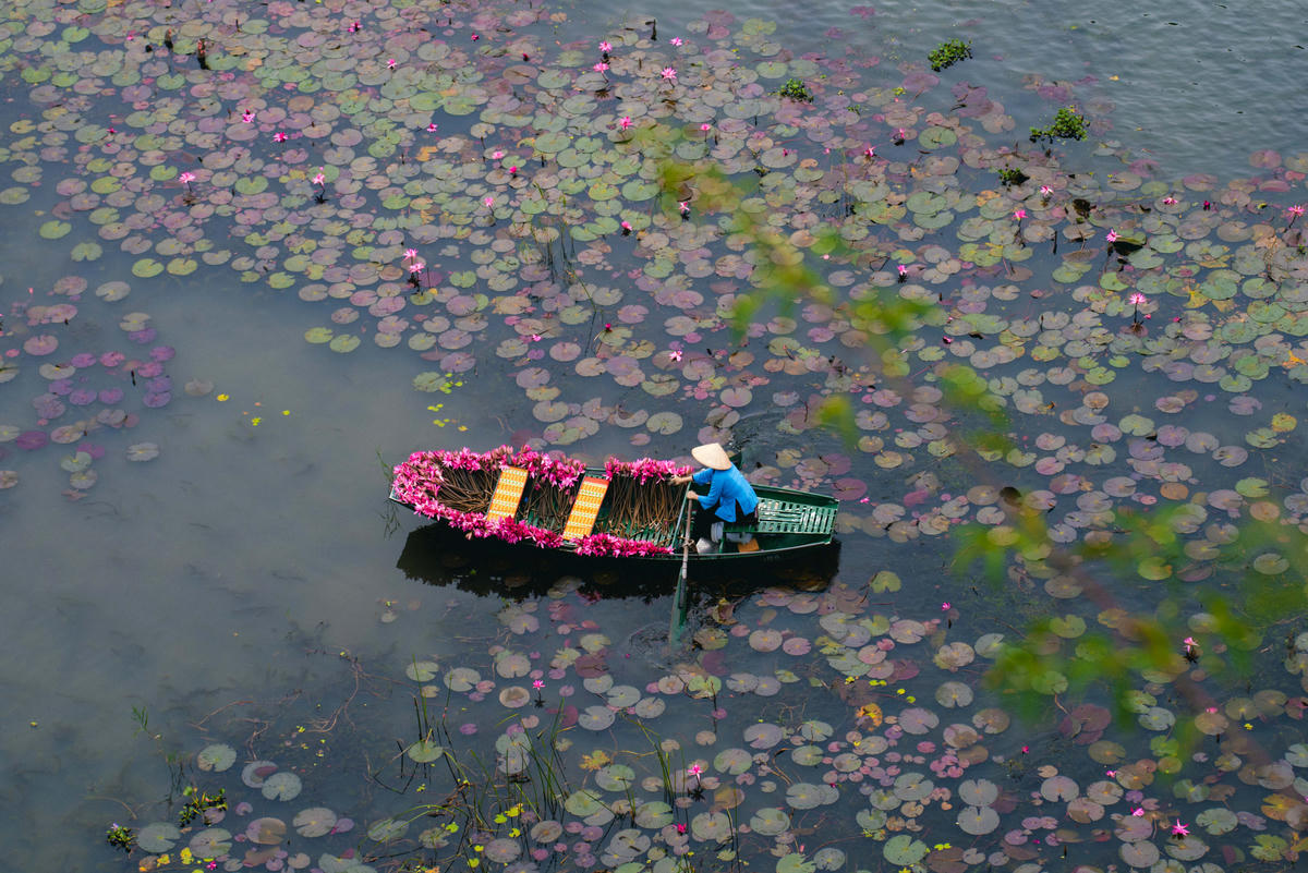 Người dân nơi đây vẫn ngày ngày chèo thuyền phục vụ khách, thu hái hoa súng làm rau, làm trà, giữ gìn nếp sống hòa hợp với thiên nhiên. Ảnh: Đình Minh