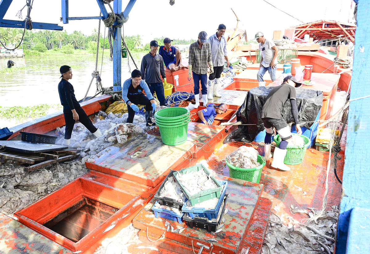 Những ngày kết thúc chuyến đi biển vào giữa hoặc cuối mỗi tháng, hàng trăm tàu cá cập cảng để bốc dỡ hàng thủy hải sản. Ảnh Nguyễn Minh.