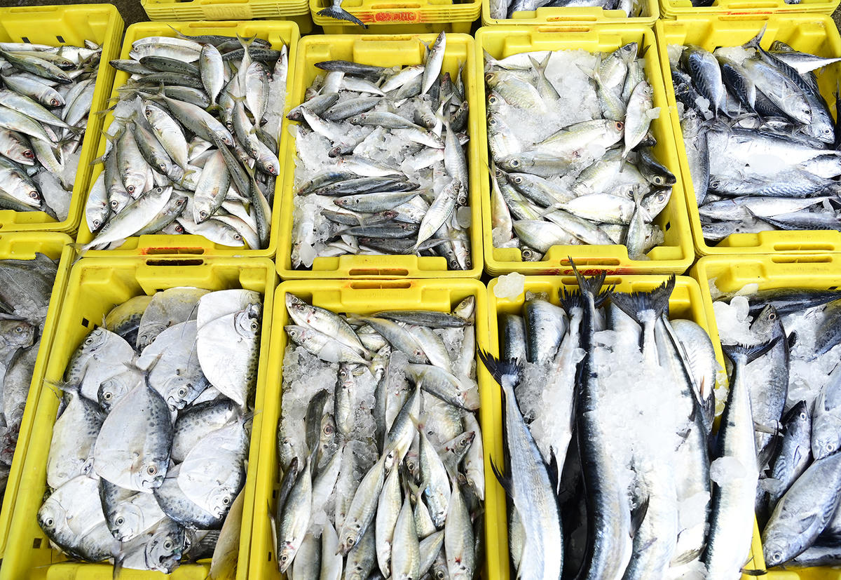 Một số loại cá phổ biến ở cảng cá Tắc Cậu. Ảnh Nguyễn Minh.