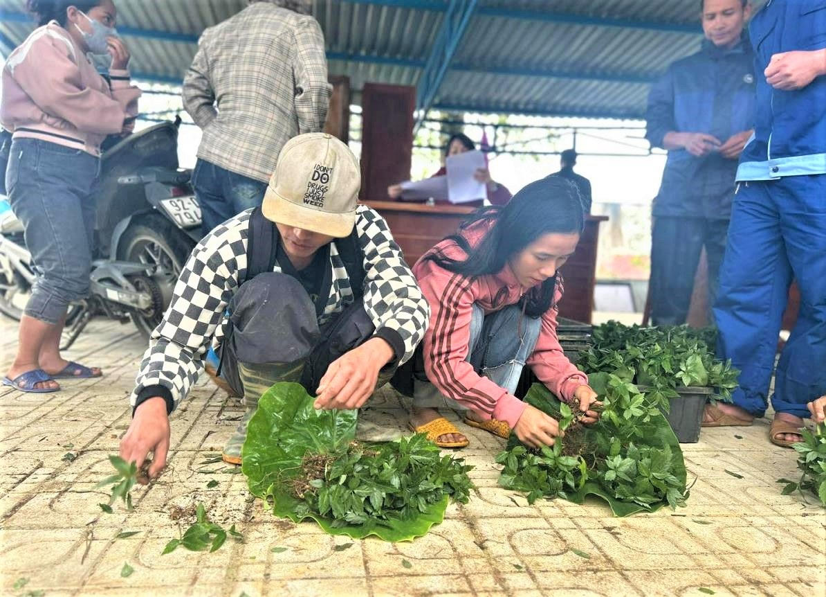 Người dân xã Trà Linh nhận được sâm Ngọc Linh giống. Ảnh: CV.