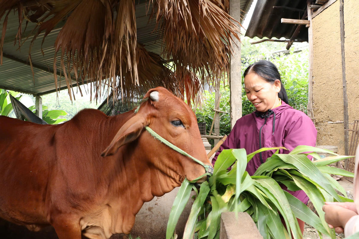 Giảm nghèo thông tin không đơn thuần là hoạt động tuyên truyền, mà là quá trình nâng cao năng lực cộng đồng trong đó có sinh kế bền vững cho người dân.