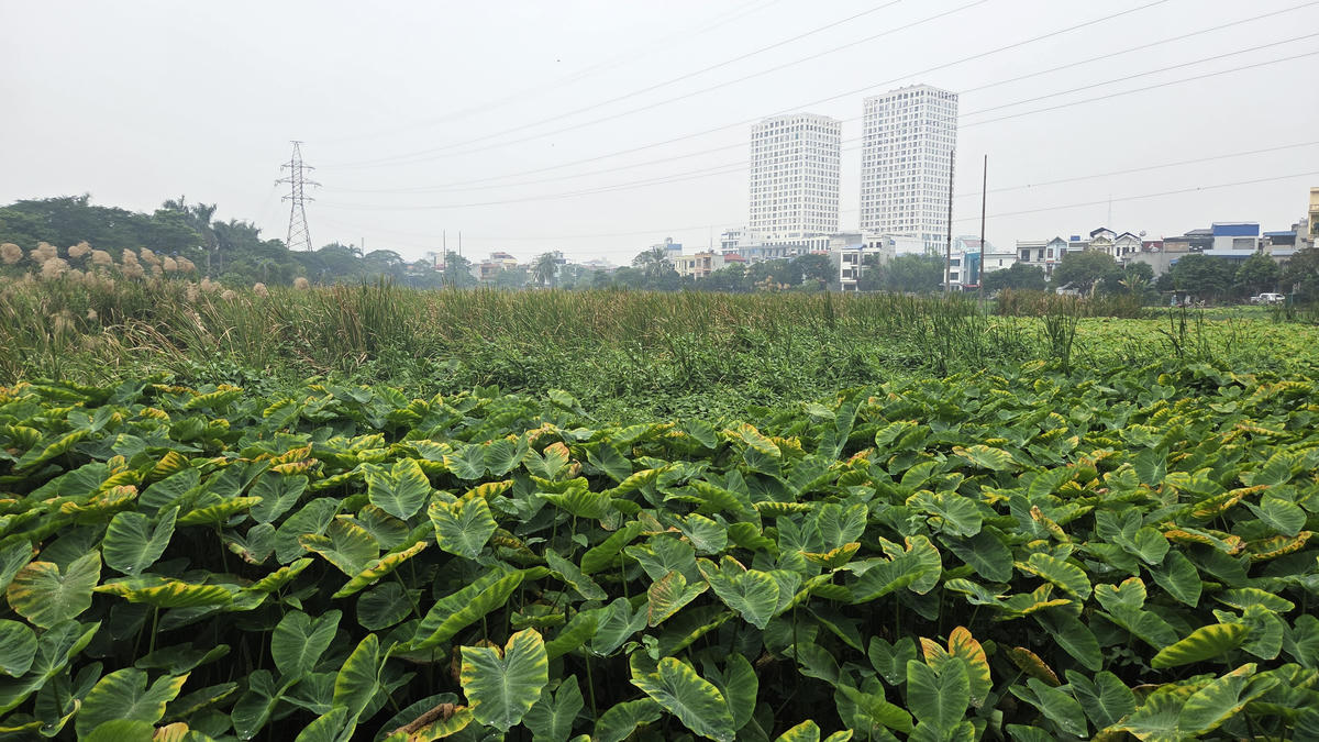 Hồ An Trạch thuộc địa bàn các tổ dân phố số 10, 11, 12 phường Nam Định. Ảnh: Nam Dương.