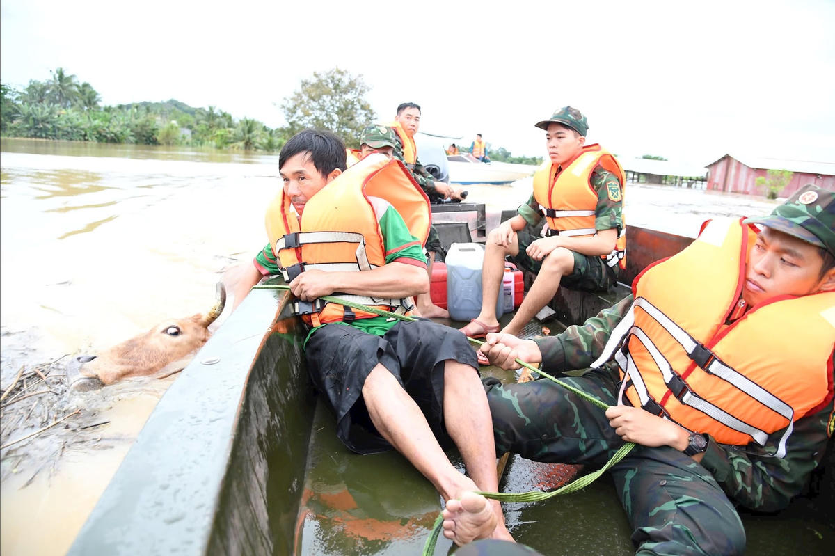 Chiến sỹ Quân khu 7 giúp người dân cứu hộ đàn bò bị kẹt trong biển nước.