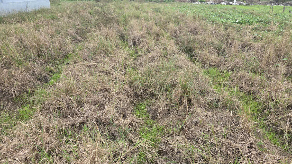 Ruộng đất bị bỏ hoang ở cánh đồng thôn Bái Dương, xã Nam Minh, tỉnh Ninh Bình. Ảnh: Duy Hưng.