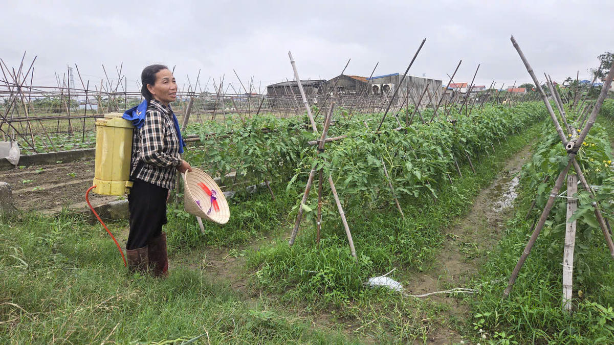 Bà Trần Thị Thuận, nông dân thôn Bái Dương, xã Nam Minh, tỉnh Ninh Bình.