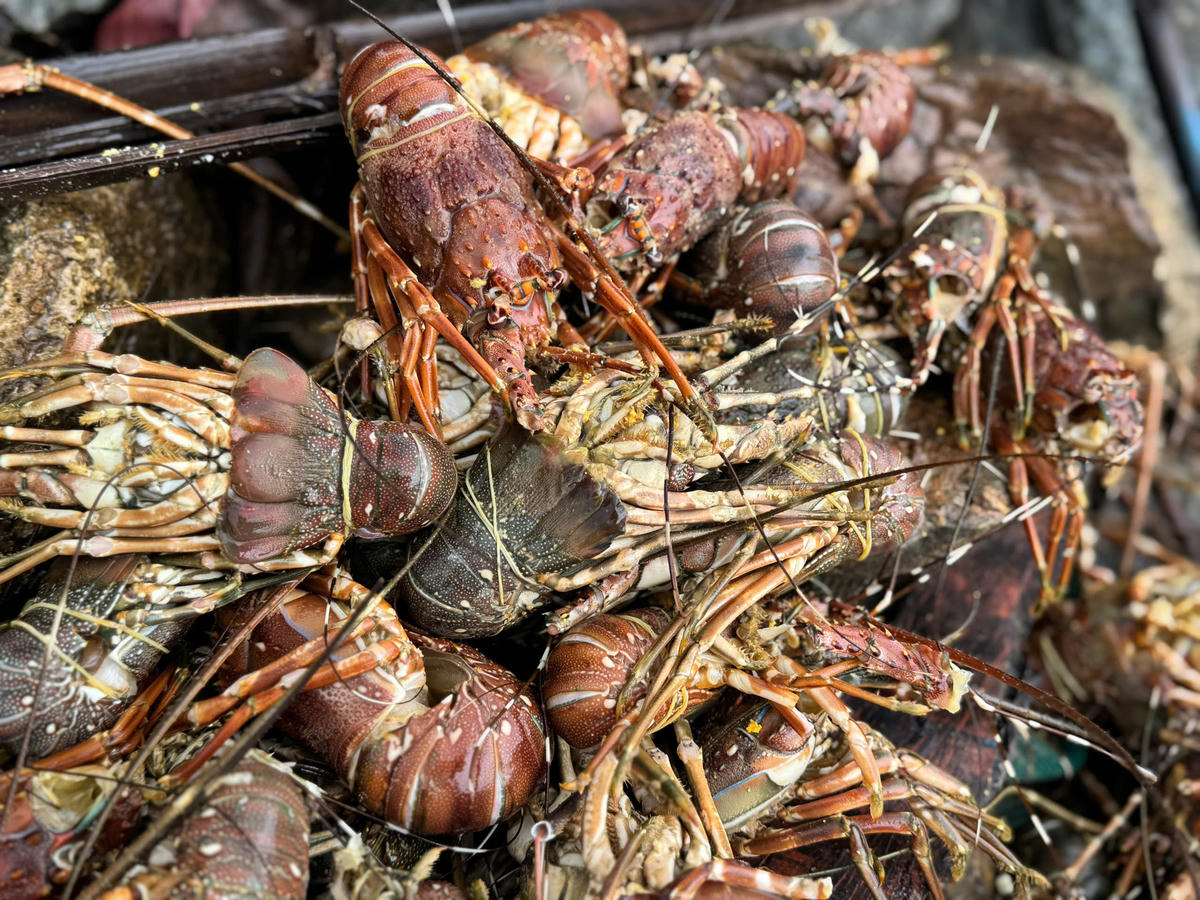 Tôm hùm chết la liệt sau lũ. (Ảnh: Đình Sang)