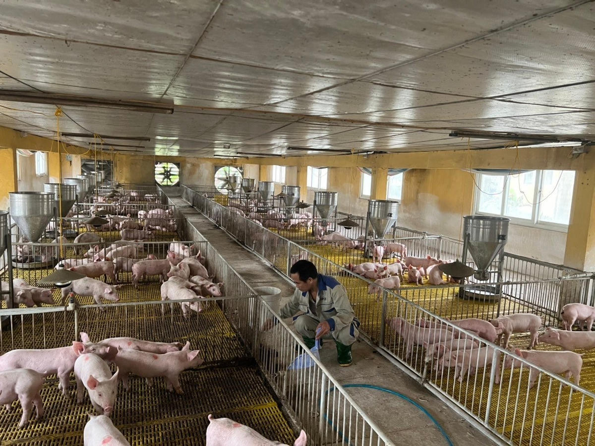 Việc ứng công nghệ sinh học trong chăn nuôi được xem là giải pháp then chốt để nâng giá trị cho ngành chăn nuôi. Ảnh: Chu Khôi