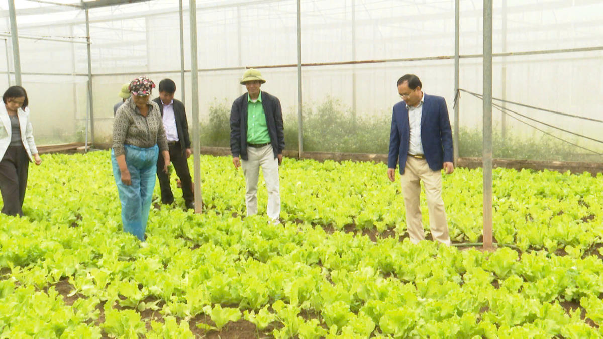 Chủ tịch UBND xã Phú Xuyên Bùi Công Thản cùng  cán bộ địa phương thăm mô hình rau sạch trên địa bàn xã. Ảnh: TL.