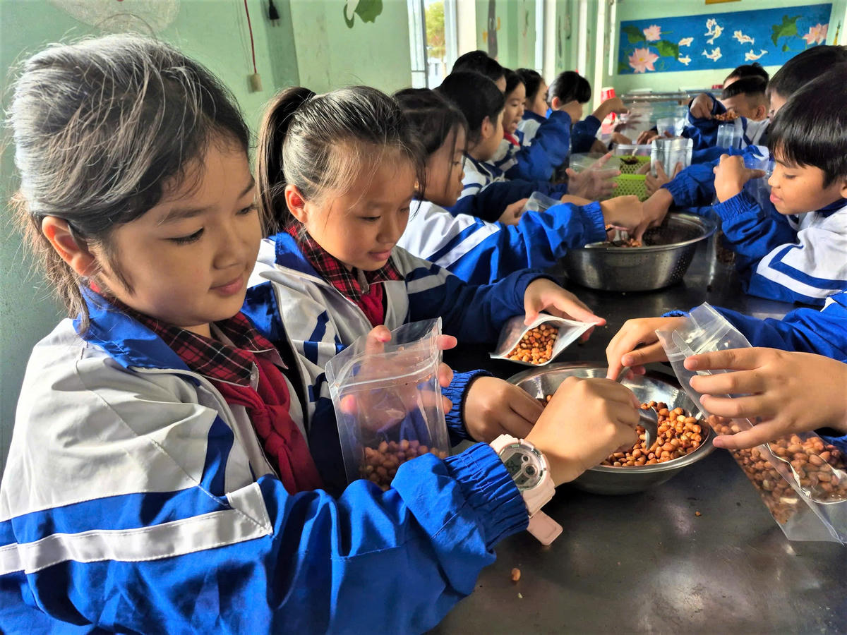 Học sinh của Trường Tiểu học Kim Đồng, xã Tu Mơ Rông cho đậu phộng vào bao đóng gói. Ảnh: CV.