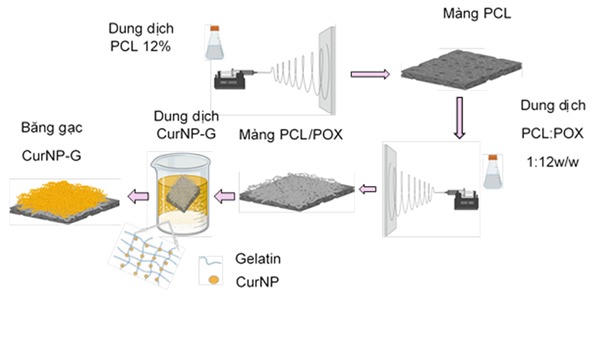 Quy trình tạo băng gạc CurNP-G.